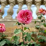 Borgo Certano - In Toscana * 锡耶纳